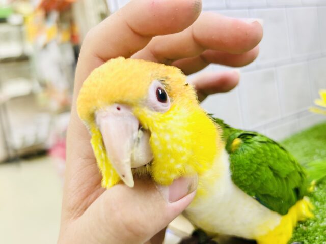 シロハラインコ