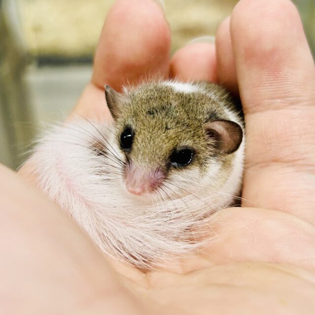 アフリカヤマネ