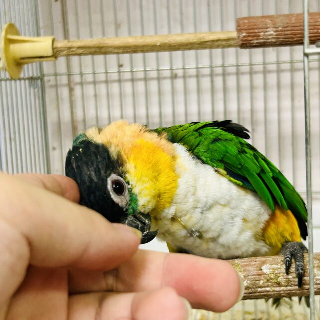 ズグロシロハラインコ