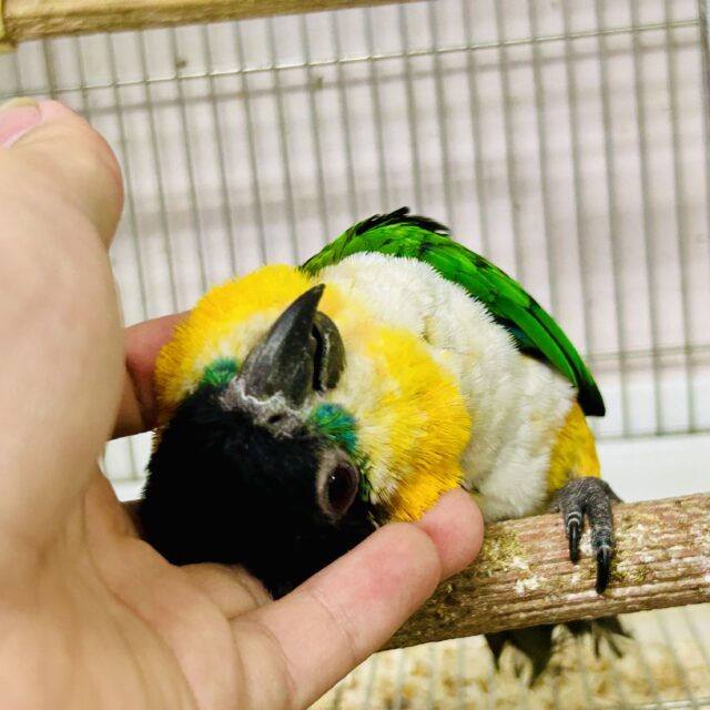 ズグロシロハラインコ