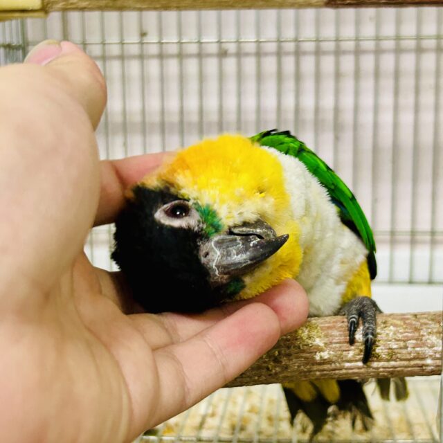 ズグロシロハラインコ