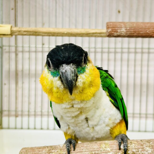 ズグロシロハラインコ