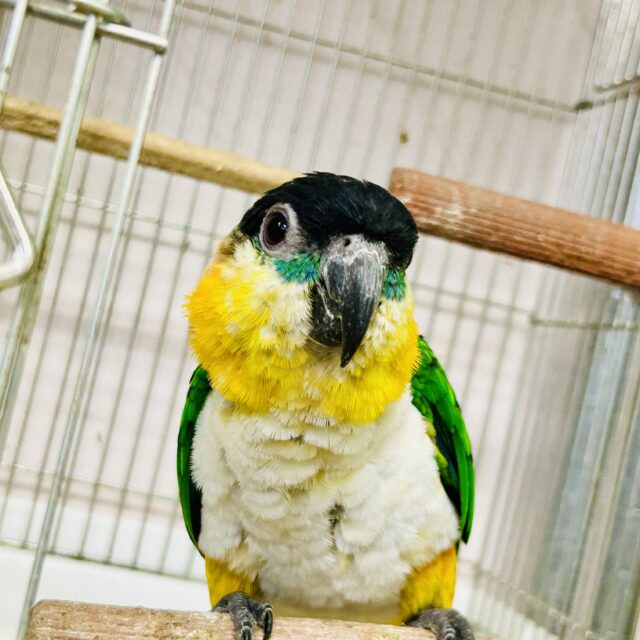 ズグロシロハラインコ