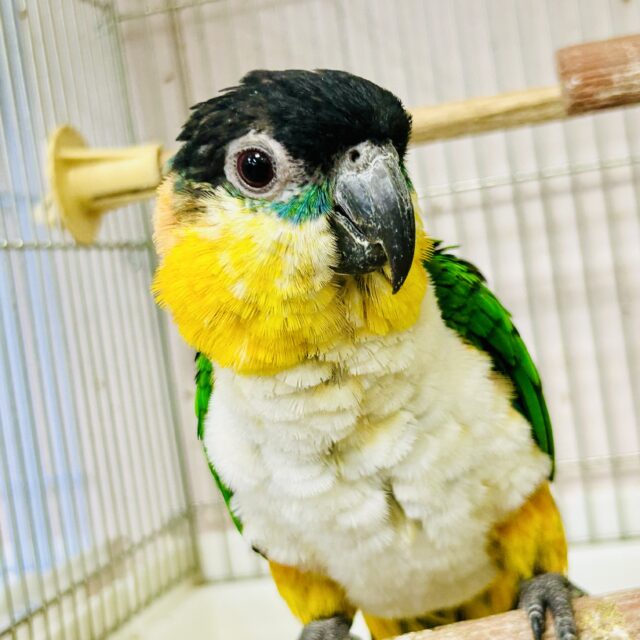 ズグロシロハラインコ