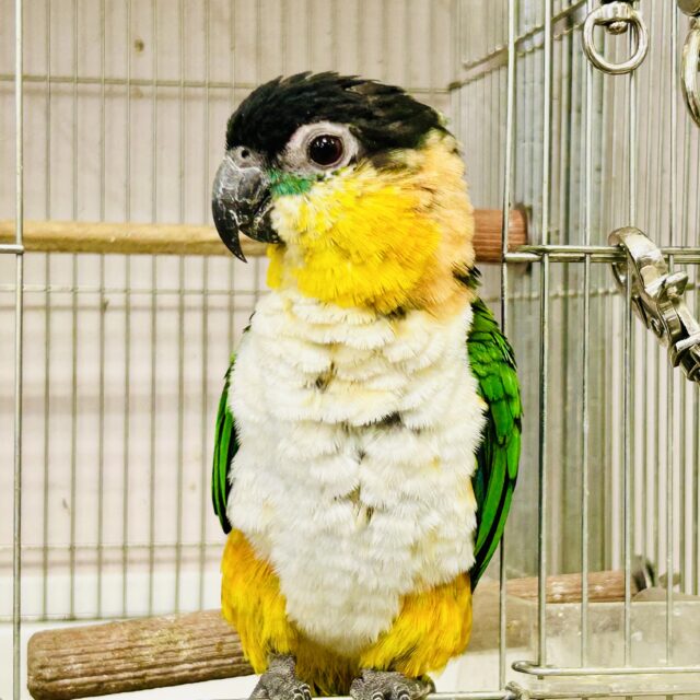 ズグロシロハラインコ