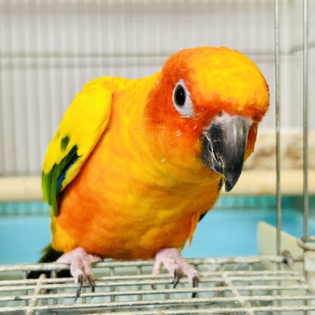コガネメキシコインコ