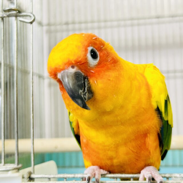 ✨最新画像✨実は甘ったれちゃ～ん🧡コガネメキシコインコ 2023年4月生まれ