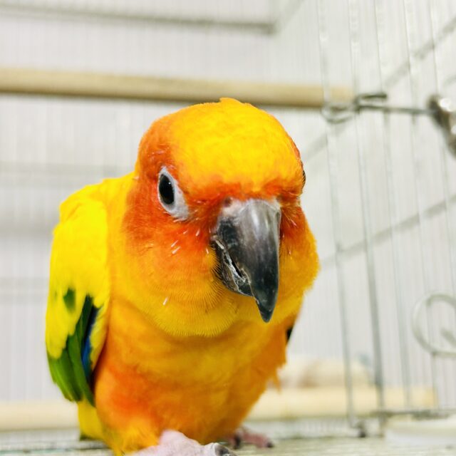 コガネメキシコインコ