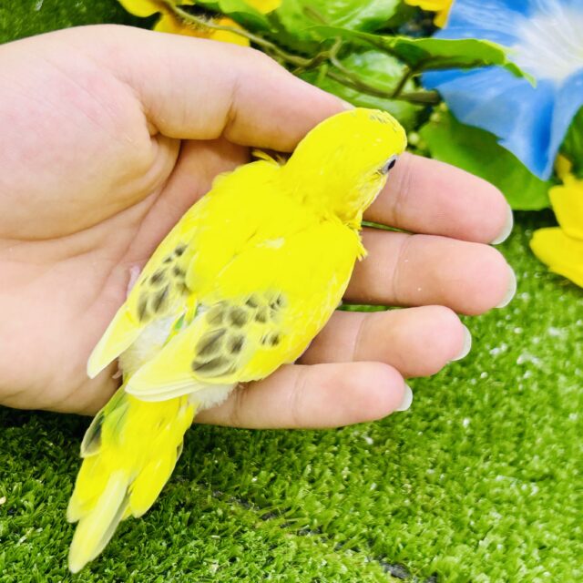 セキセイインコ