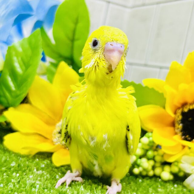 ごま塩少なめボディ？？　セキセイインコ