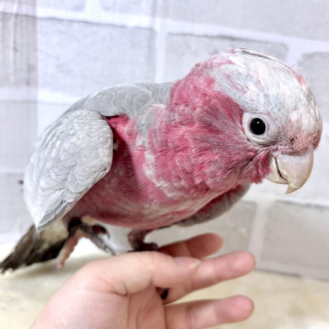 モモイロインコ