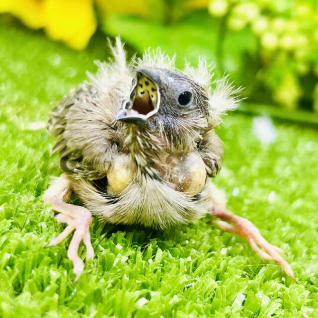 錦花鳥（キンカチョウ）