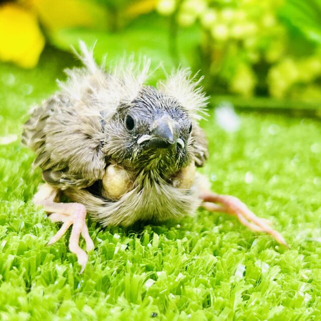 錦花鳥（キンカチョウ）