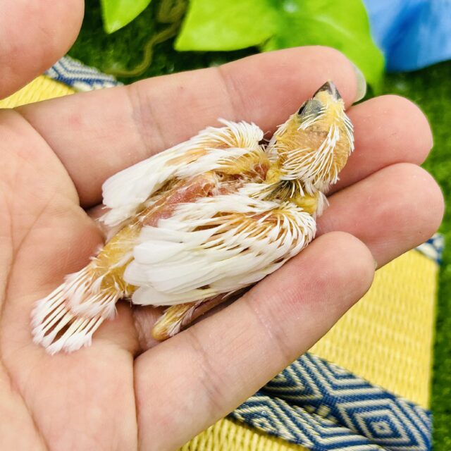 十姉妹（ジュウシマツ）