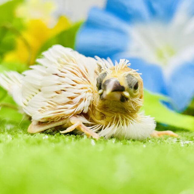 十姉妹（ジュウシマツ）