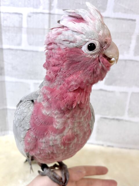 モモイロインコ