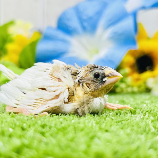 チョンとちょこっとネ♪♪　ジュウシマツ