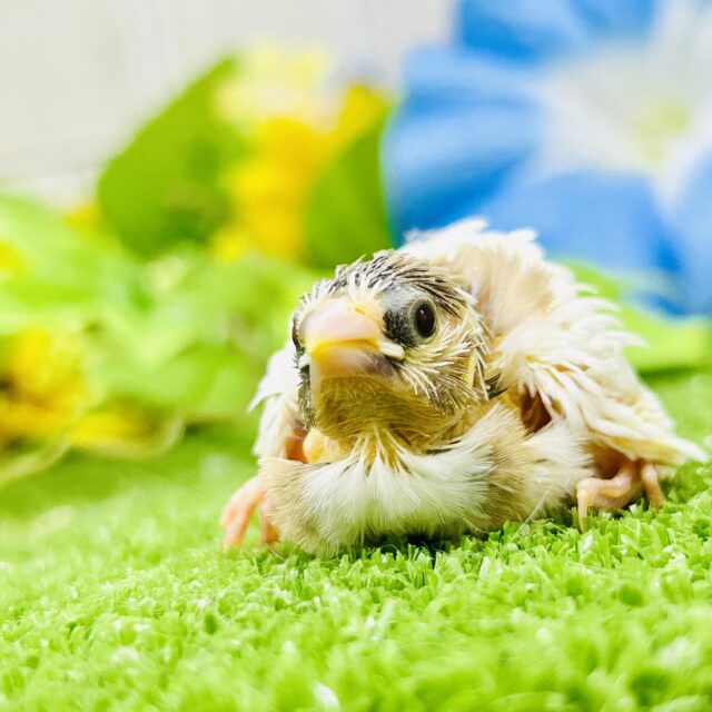 十姉妹（ジュウシマツ）