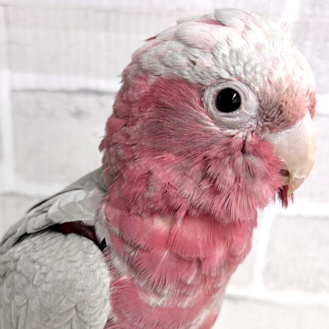 モモイロインコ 男の子 🍑️🩵•*¨*•.¸¸☆*･ﾟ