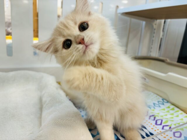 好奇心旺盛とはボクのこと〜？ラガマフィンくん！