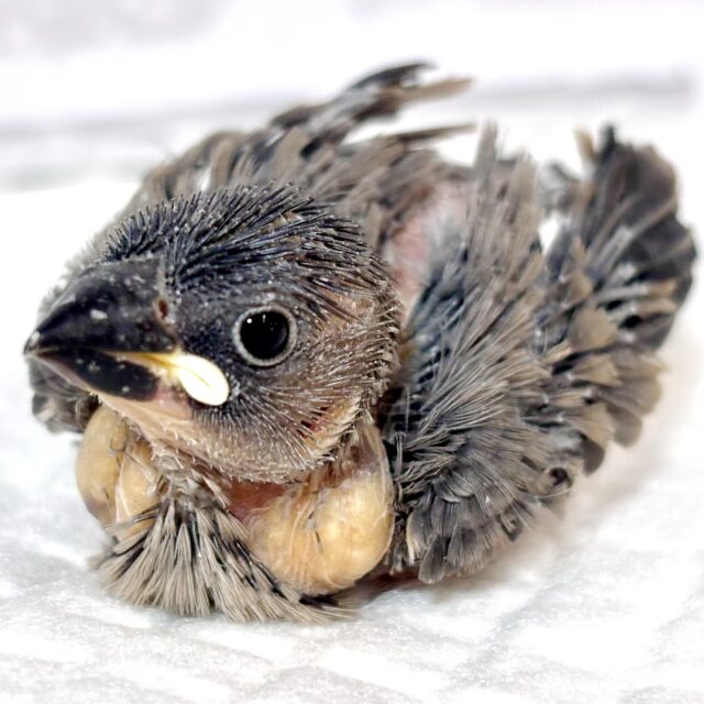 桜文鳥 ヒナ 🌸🪶🤎