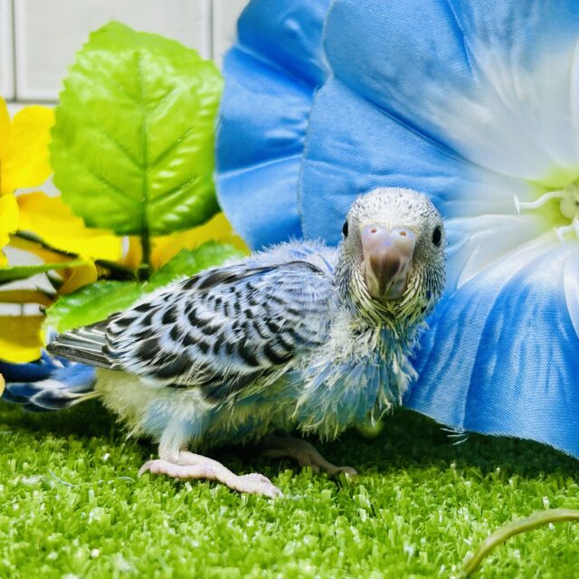 セキセイインコ