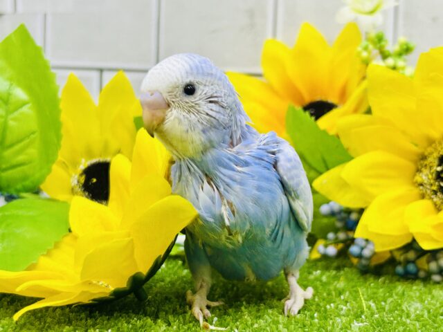 セキセイインコ