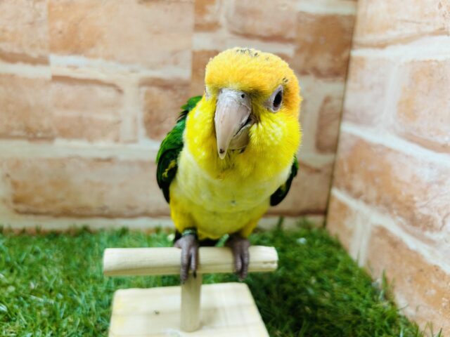 シロハラインコ