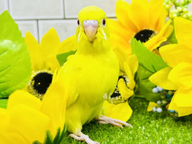 セキセイインコ
