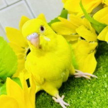 ひまわり畑でかくれんぼ？見つけられるかな？？　セキセイインコ