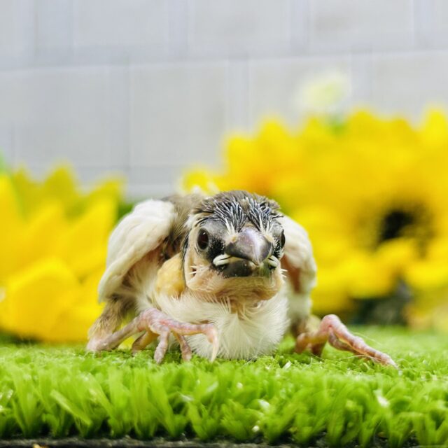 十姉妹（ジュウシマツ）