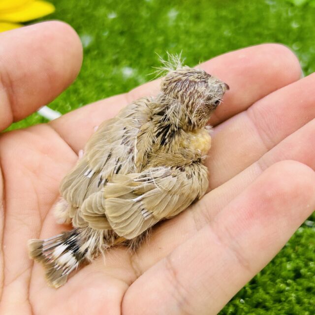 錦花鳥（キンカチョウ）