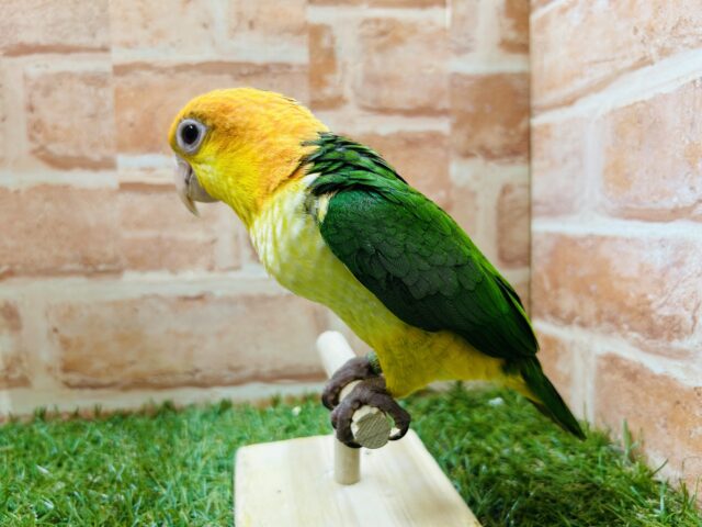 シロハラインコ