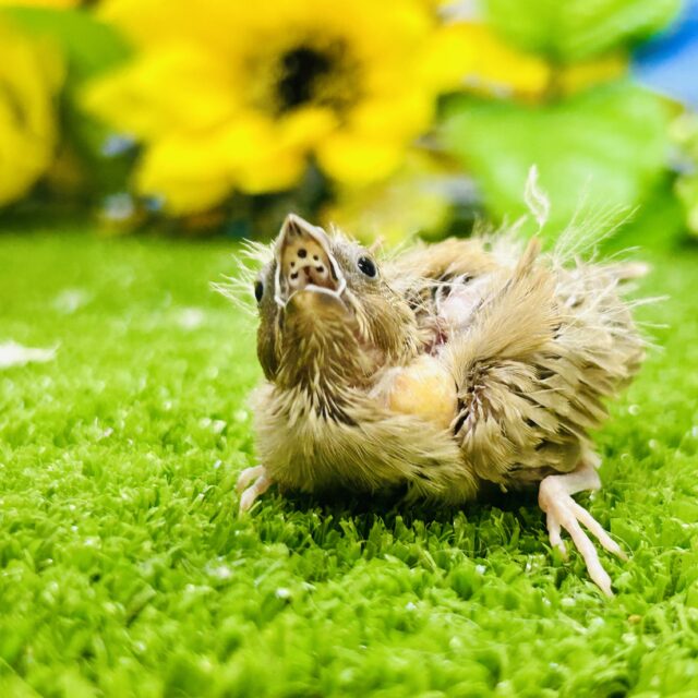 錦花鳥（キンカチョウ）