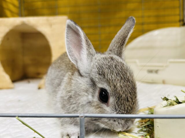 ネザーランドドワーフ