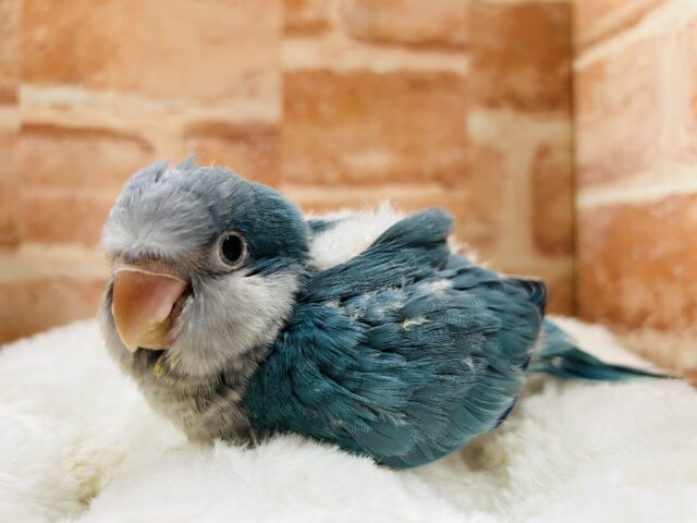 テンション爆上げワキワキダンス！🔥💙🔥💙🔥💙　オキナインコ（ブルー）