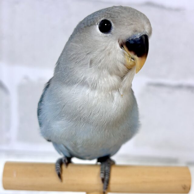 コザクラインコ ブルー系 🦋💙︎︎𓂃⟡.·