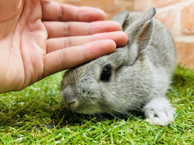 ネザーランドドワーフ