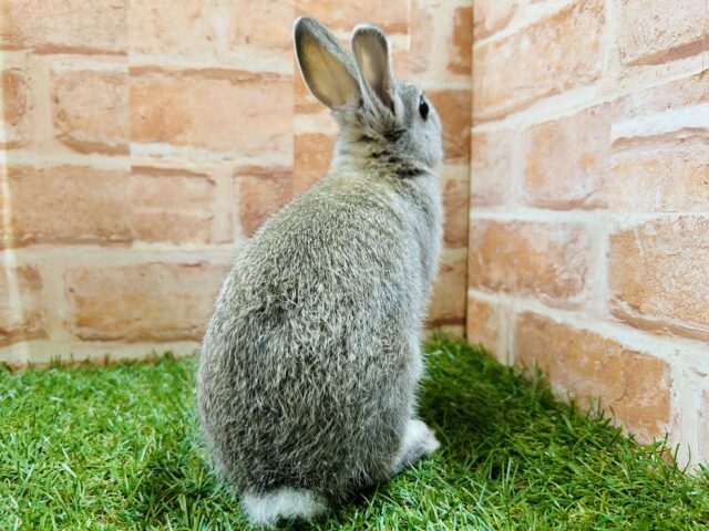 ネザーランドドワーフ