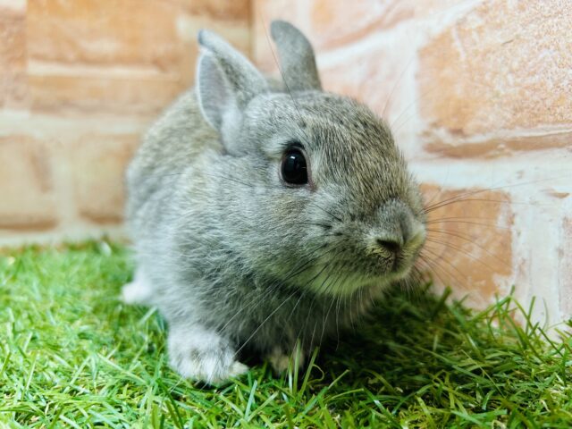 ネザーランドドワーフ