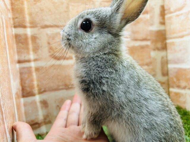 ネザーランドドワーフ