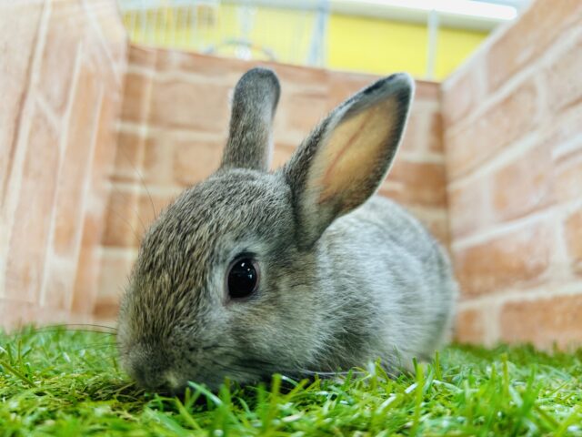 ネザーランドドワーフ