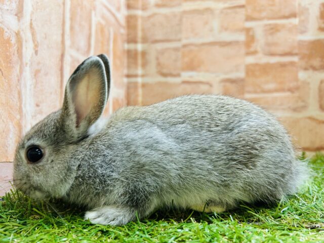 ネザーランドドワーフ