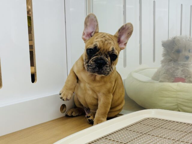 フレンチブルドッグ