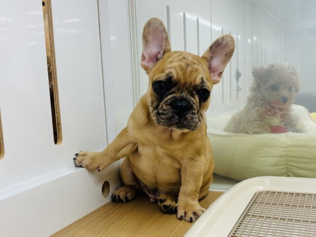 フレンチブルドッグ