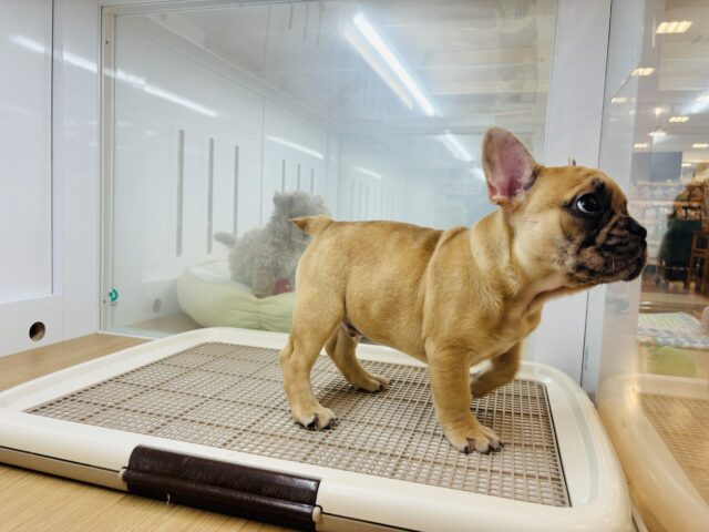 フレンチブルドッグ