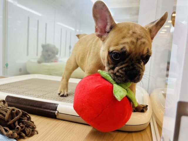フレンチブルドッグ
