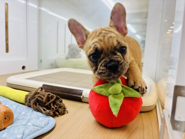 フレンチブルドッグ