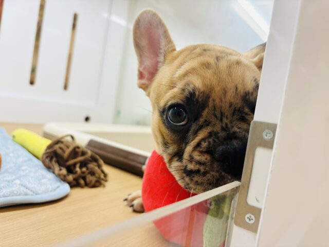 フレンチブルドッグ