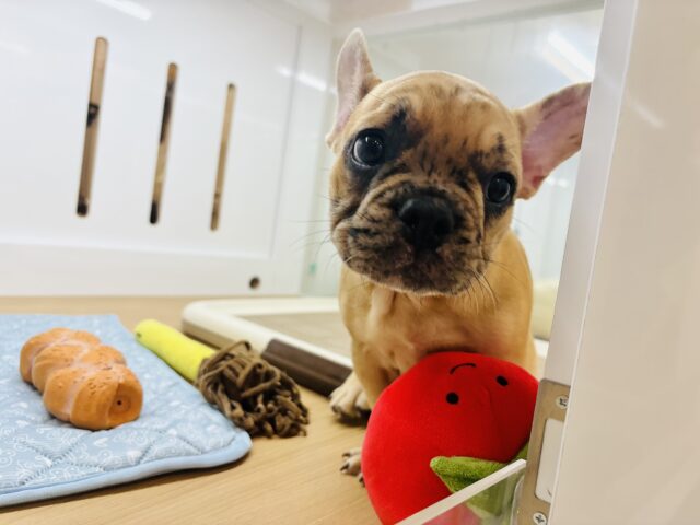 フレンチブルドッグ